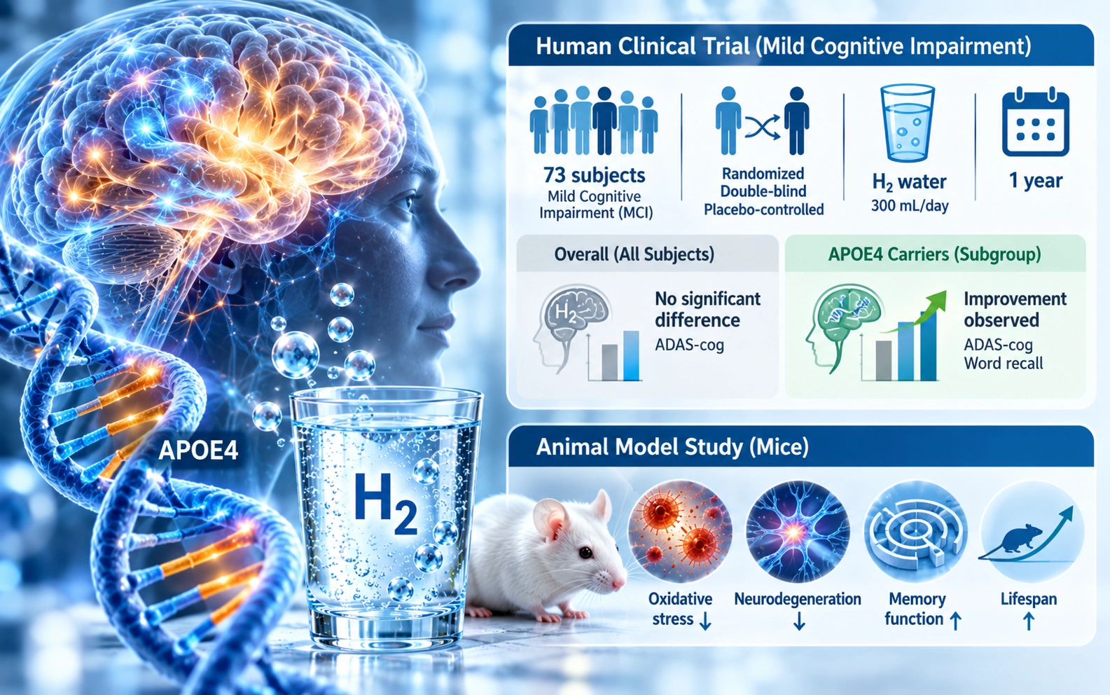 Effects of Molecular Hydrogen Assessed by an Animal Model and a Randomized Clinical Study on Mild Cognitive Impairment