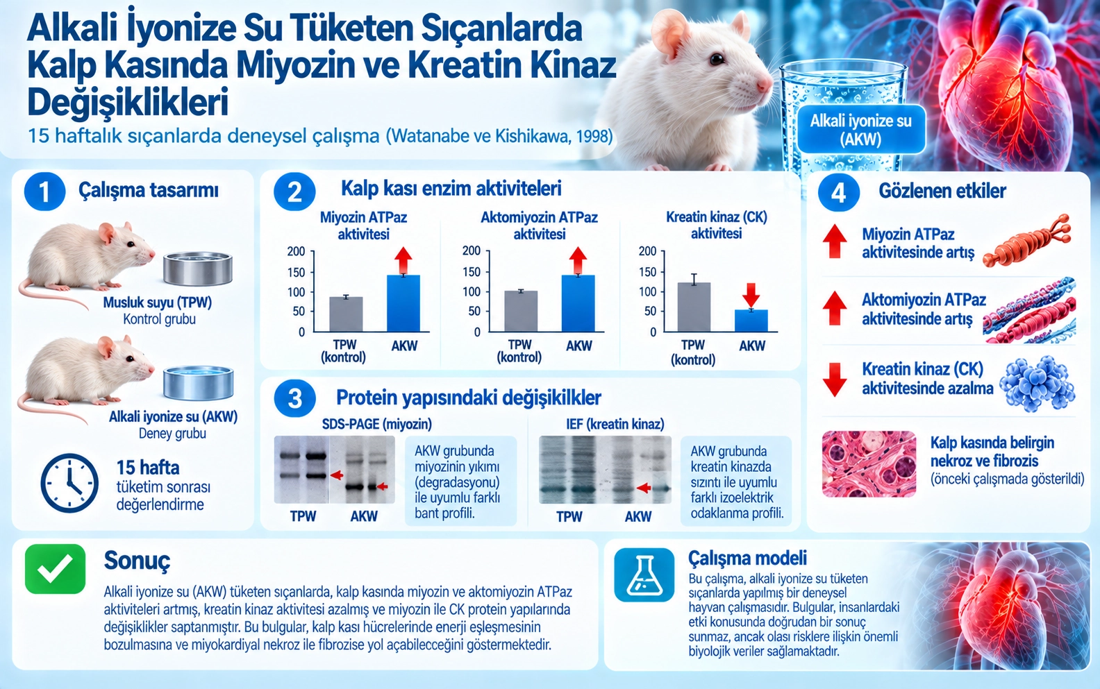 Degradation of myocardiac myosin and creatine kinase in rats given alkaline ionized water