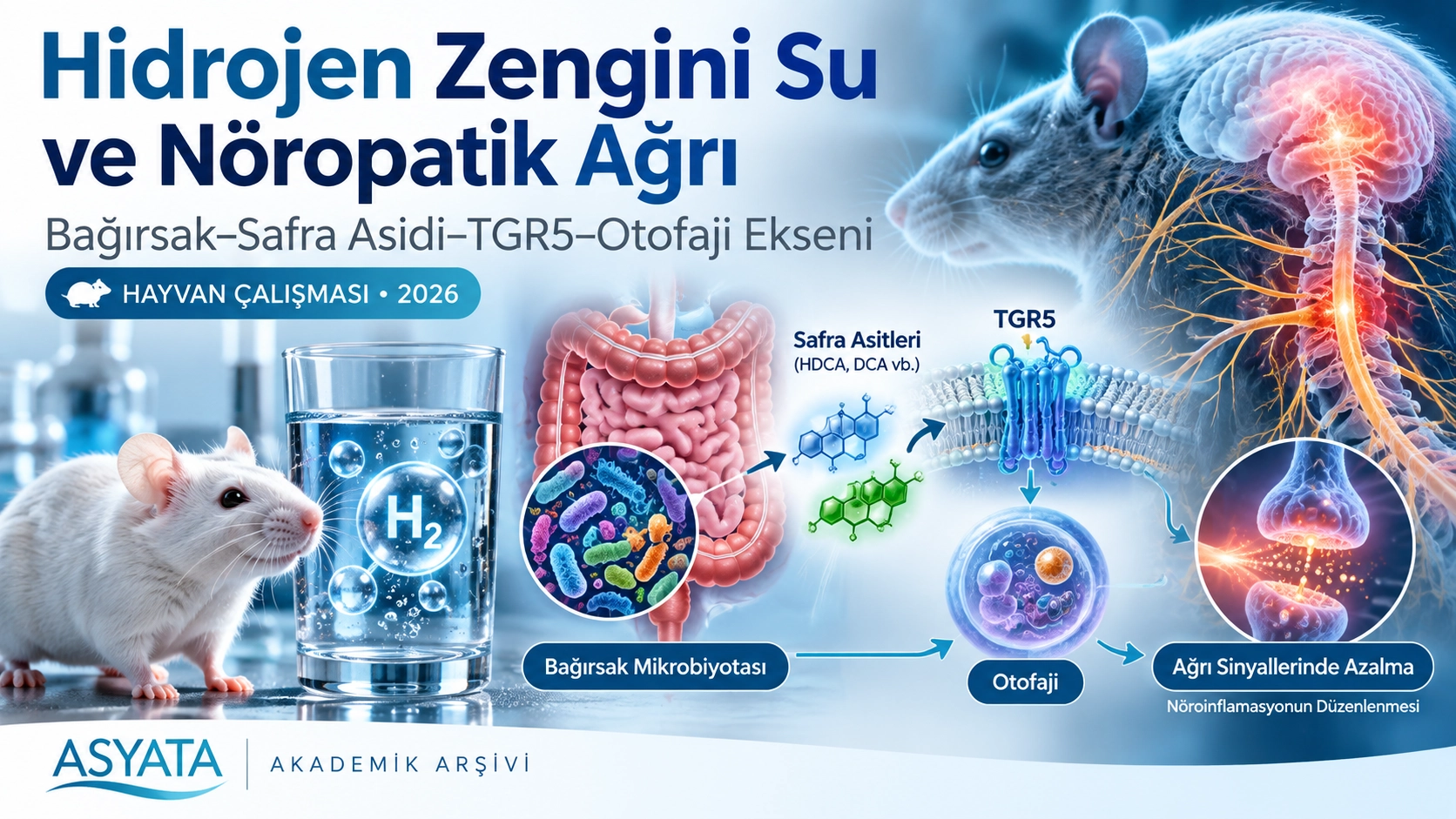 Hydrogen-rich water alleviates neuropathic pain through the modulation of bile acid/Takeda G-protein-coupled receptor 5-mediated autophagy